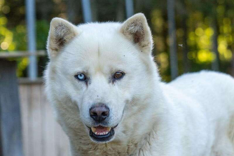15 min. Tadoussac : Behind-the-Scenes Sled Dog Kennel Tour - Meeting the kennel’s fifty Nordic dogs
