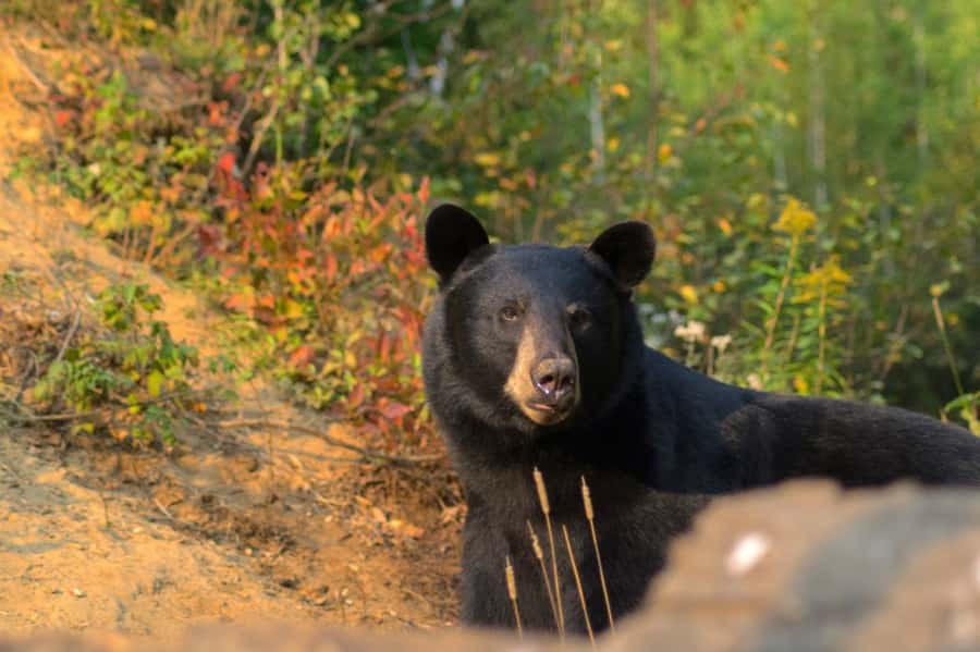15 min. Tadoussac : Black Bear Observation with Expert Guide - The five-minute ride and forest walk