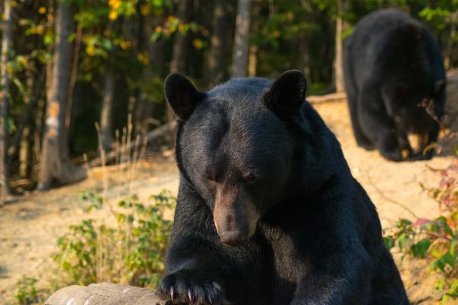15 min. Tadoussac : Black Bear Observation with Expert Guide - The guide shapes the experience