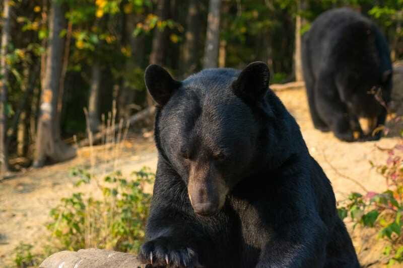 15 min. Tadoussac : Black Bear Observation with Expert Guide - What to wear and carry