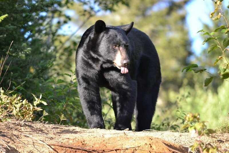 15 min. Tadoussac : Black Bear Observation with Expert Guide - Who should book this experience?