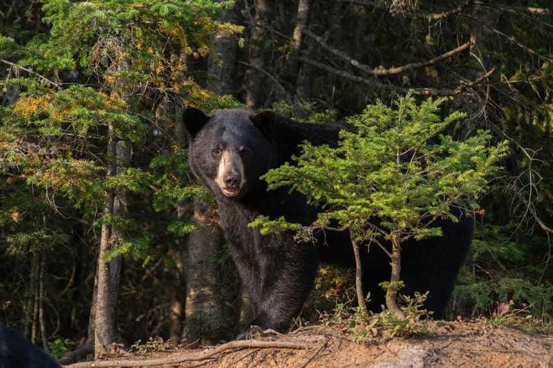 15 min. Tadoussac : Black Bear Observation with Expert Guide - Booking details worth knowing