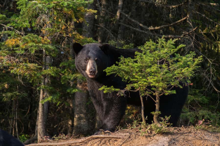 15 min. Tadoussac : Black Bear Observation with Expert Guide - Should you book the Tadoussac black bear outing?