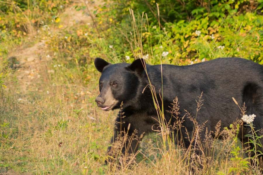 15 min. Tadoussac : Black Bear Observation with Expert Guide - What happens at the secure observation post