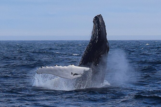 2 Hour Award-Winning Whale and Seabird Boat Tour from St. John's - Key points to know before booking