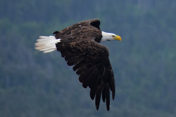 2 Hour Award-Winning Whale and Seabird Boat Tour from St. John's - Cape Spear, lighthouse, and the far eastern edge