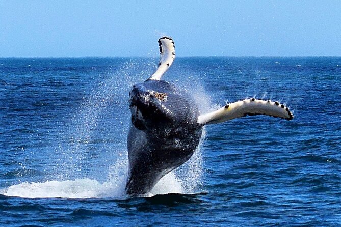 2 Hour Award-Winning Whale and Seabird Boat Tour from St. John's - Fort Amherst and the entrance to the Atlantic