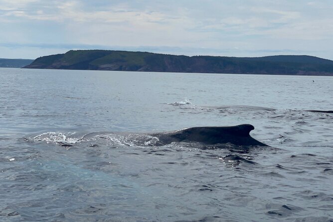 2 Hours Guided Whale and Bird Boat Tour in Bay Bulls - Four million seabirds in one protected reserve