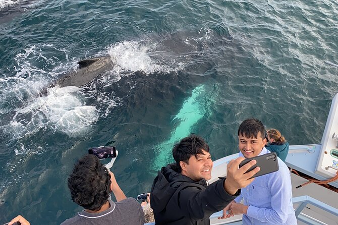 2 Hours Guided Whale and Bird Boat Tour in Bay Bulls - A boat trip with Newfoundland character