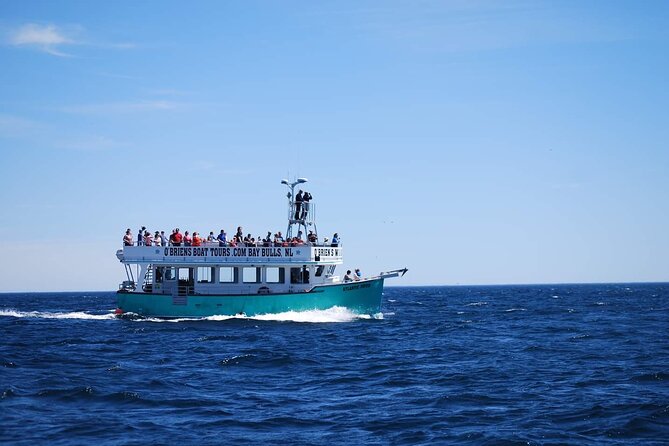 2 Hours Guided Whale and Bird Boat Tour in Bay Bulls - Is the CAD 35 shuttle worth it?