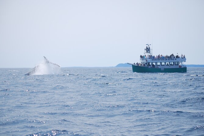 2 Hours Guided Whale and Bird Boat Tour in Bay Bulls - What the naturalist commentary adds