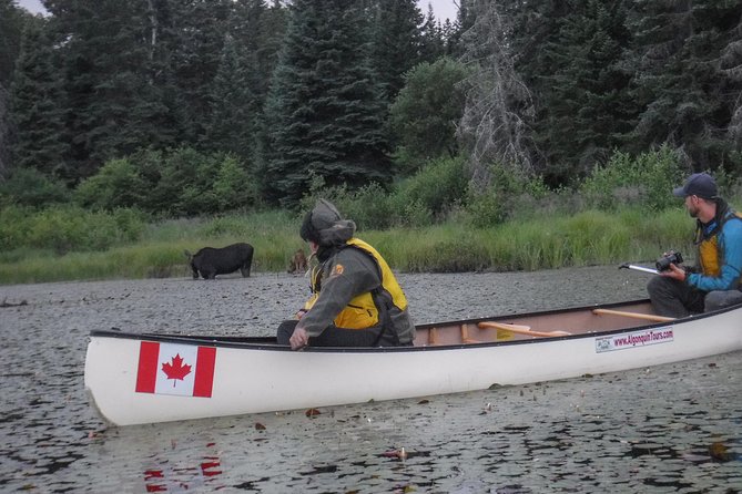 3 Day Algonquin Park Canoe Trip - Moose & Beaver Safari - Key points before you book