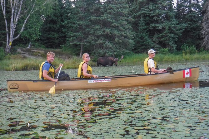 3 Day Algonquin Park Canoe Trip - Moose & Beaver Safari - Day one: Canoe Lake and the first push inland
