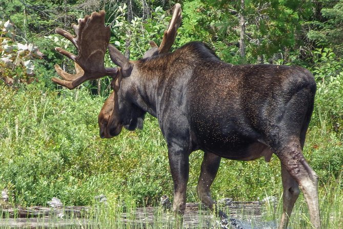 3 Day Algonquin Park Canoe Trip - Moose & Beaver Safari - Food, dietary needs, and group comfort
