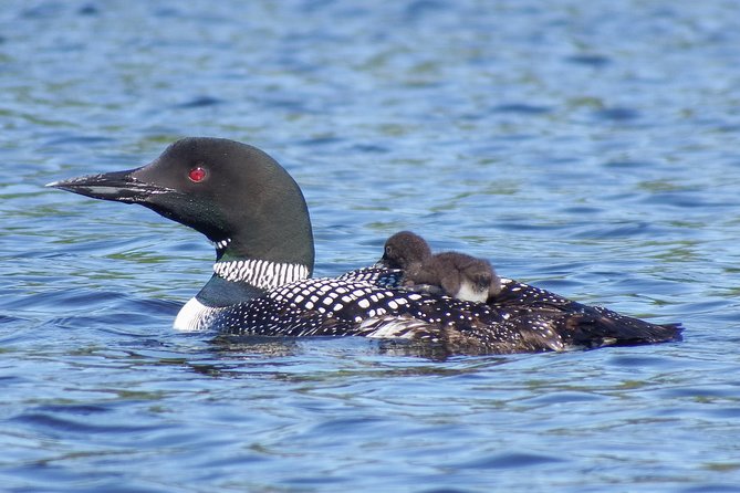 3 Day Algonquin Park Canoe Trip - Moose & Beaver Safari - Who will get the most from this trip