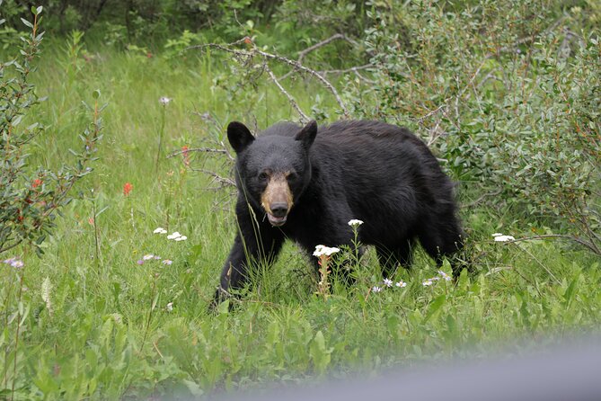 4-Day Canadian Rockies & Banff Classic Summer Tour - Day four: Spahat Falls and the long return to Vancouver