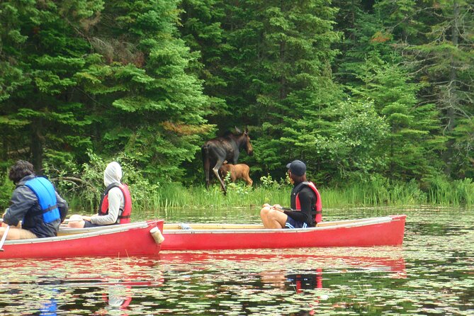 Algonquin Park 3-Day Deluxe Camping & Canoeing Adventure - Day one: paddling from Canoe Lake to camp