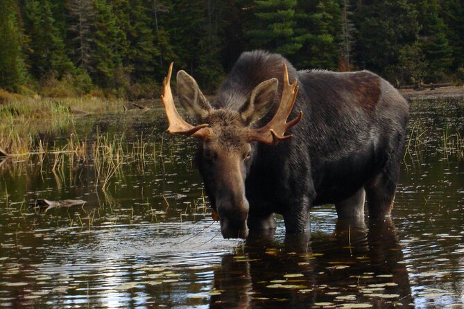 Algonquin Park 4-Day Deluxe Camping & Canoeing Adventure - Paddling three hours into Algonquin’s backcountry