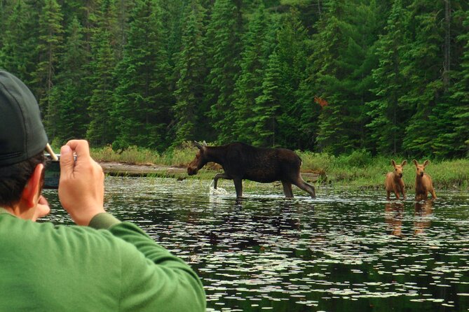Algonquin Park 4-Day Deluxe Camping & Canoeing Adventure - Day four starts with optional sunrise hot chocolate