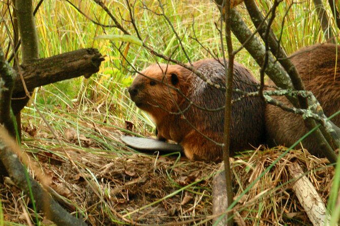 Algonquin Park 4-Day Deluxe Camping & Canoeing Adventure - Who will get the most from four days here