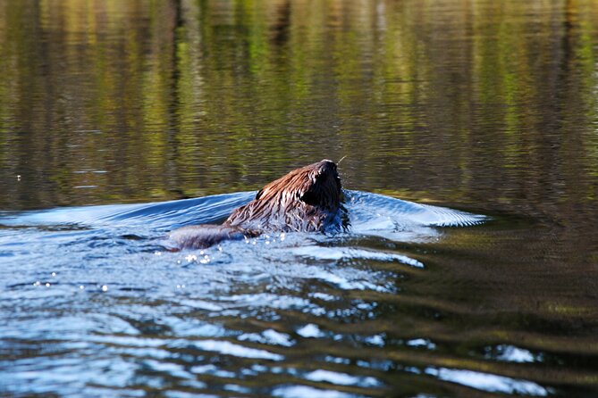 Algonquin Park 4-Day Deluxe Camping & Canoeing Adventure - Day one brings swimming, fire skills, and a starry paddle