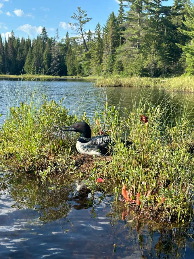 Algonquin Park: Deluxe 4-Day/3-night Canoeing/Camping - Four Days on Algonquin’s Quiet Water