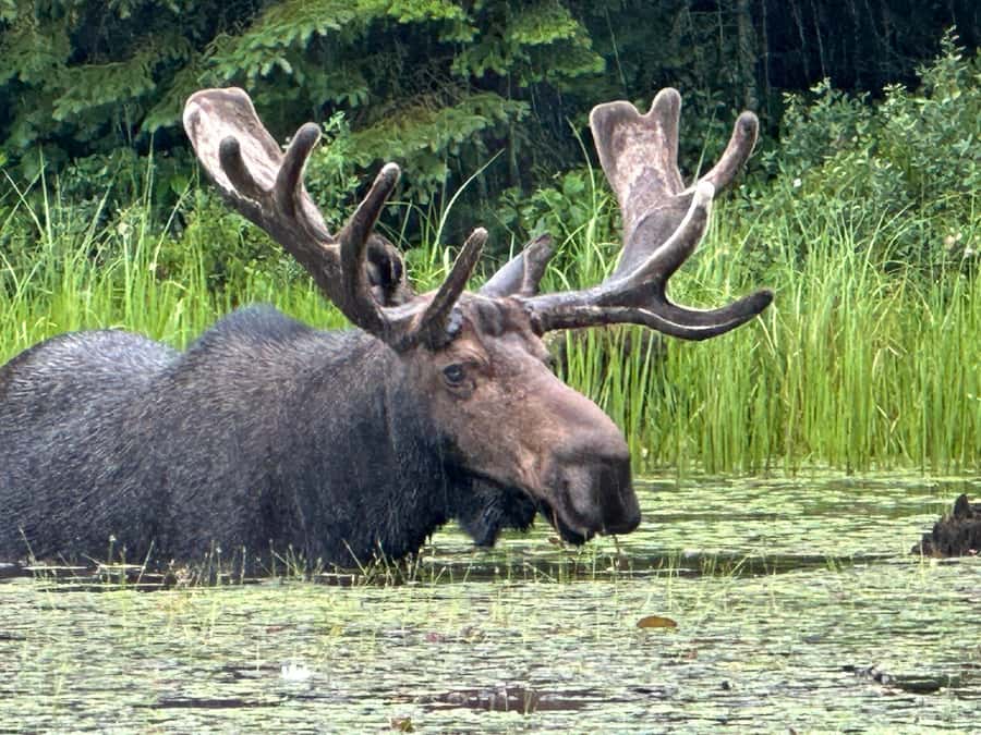 Algonquin Park: Deluxe 4-Day/3-night Canoeing/Camping - Canoe Lake Beach and the First Paddle