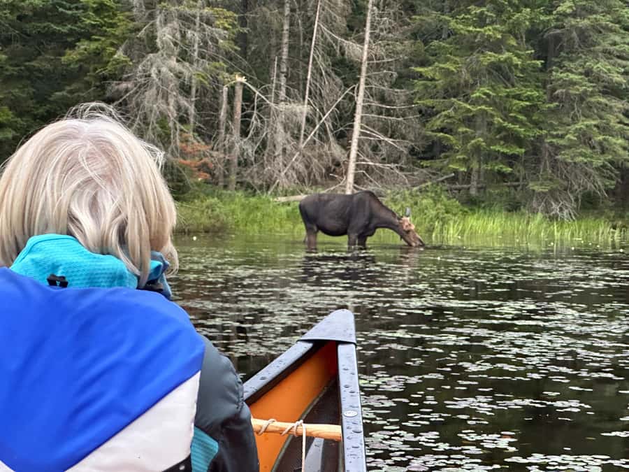 Algonquin Park: Deluxe 4-Day/3-night Canoeing/Camping - The Beaver Lodge and Winding River