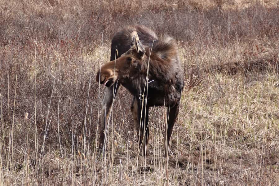 Algonquin Park Hiking: Adventure Tour from Toronto - Key points to know before booking
