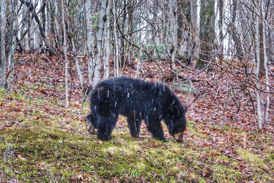 Algonquin Park Hiking: Adventure Tour from Toronto - What the $151 price includes