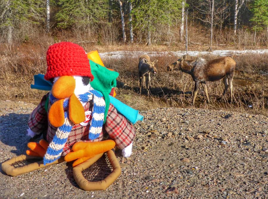 Algonquin Park Hiking: Adventure Tour from Toronto - A flexible day on Algonquin trails