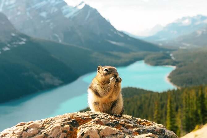 Along Icefields Parkway: Peyto Lake, Bow Lake & Columbia Icefield - Lunch at Saskatchewan River Crossing is practical, not leisurely