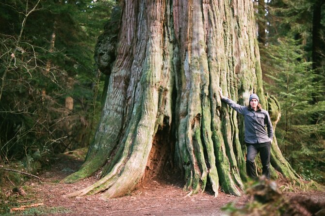 Ancient Trees of Vancouver Walking Tour - What makes Stanley Park’s old growth special