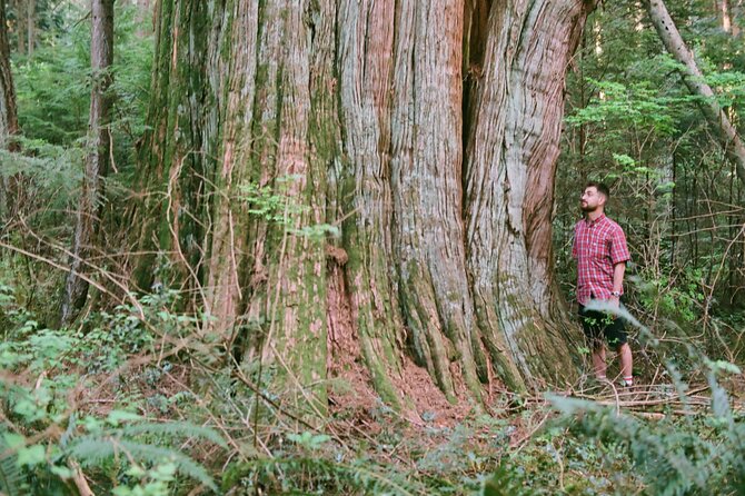 Ancient Trees of Vancouver Walking Tour - Practical details that affect your decision