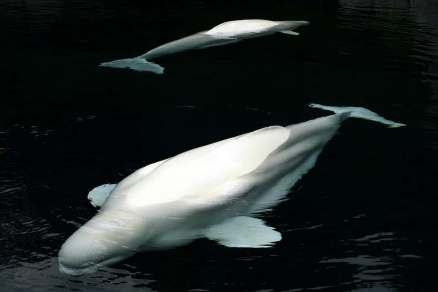 Aquarium & StanleyPark+20 Gem Spots+City/Vip Car+Small Group - Totem poles and Indigenous stories
