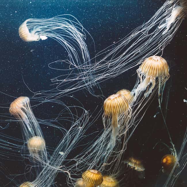 Aquarium & StanleyPark+20 Gem Spots+City/Vip Car+Small Group - Timing, pickup, and practical details