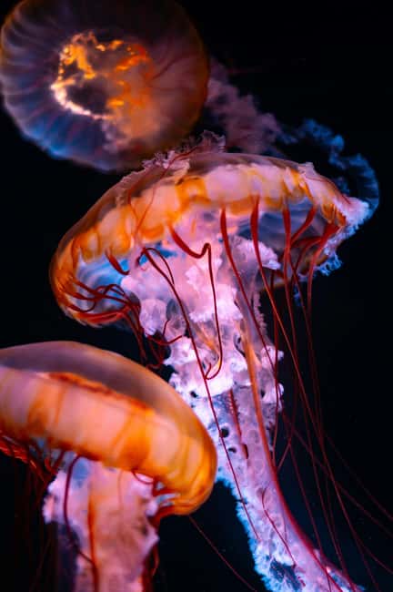 Aquarium & StanleyPark+20 Gem Spots+City/Vip Car+Small Group - Starting with the Vancouver Aquarium