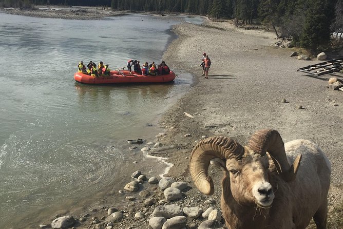 Athabasca River Easy Scenic Raft Trip - Guides who steer, explain, and entertain