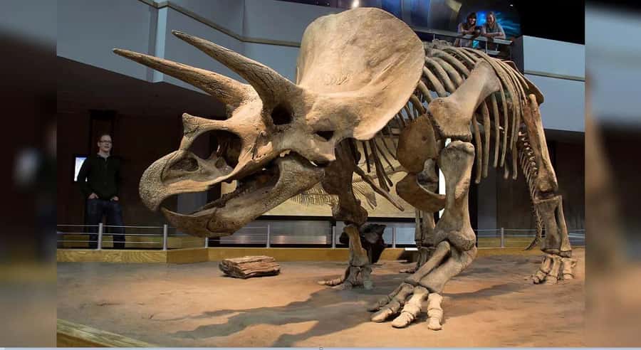Badlands Tour: Drumheller with Museum, Hoodoos & Coal Mine - Practical Details That Make the Day Easier