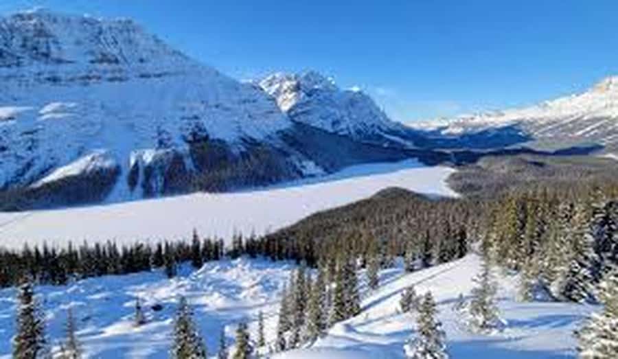 Banff and Jasper National Parks: Tour with Transport - Peyto Lake and its famous blue water