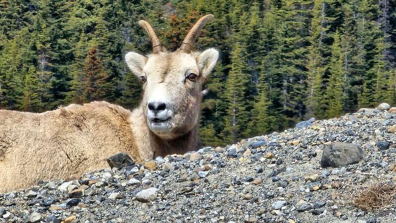 Banff: Evening Wildlife Safari Guided Tour - Key points to know before you book