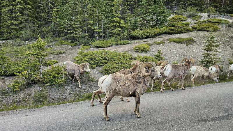 Banff: Evening Wildlife Safari Guided Tour - What you might see, from elk to bears
