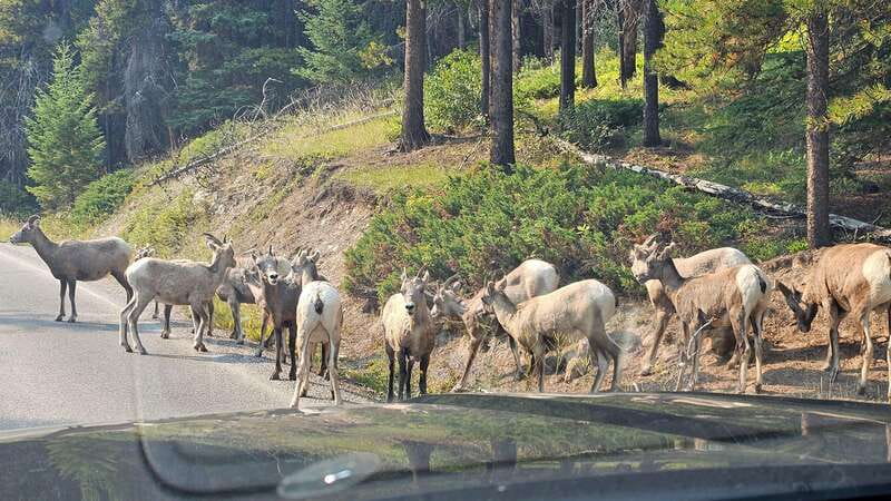 Banff: Evening Wildlife Safari Guided Tour - The conservation story behind the sightings