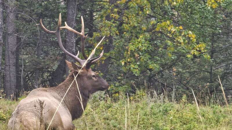 Banff: Evening Wildlife Safari Guided Tour - How much value do you get for $55?