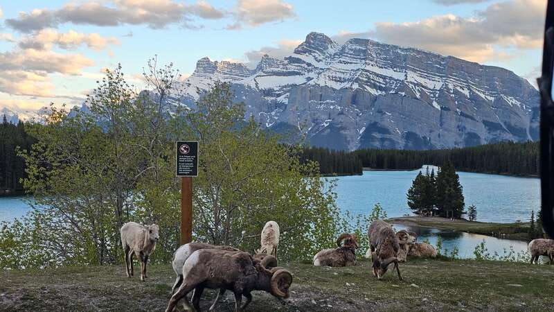 Banff: Evening Wildlife Safari Guided Tour - Who should book the Banff wildlife safari?