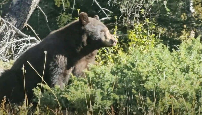 Banff: Evening Wildlife Safari Guided Tour - The Banff pickup: convenient, but watch the clock