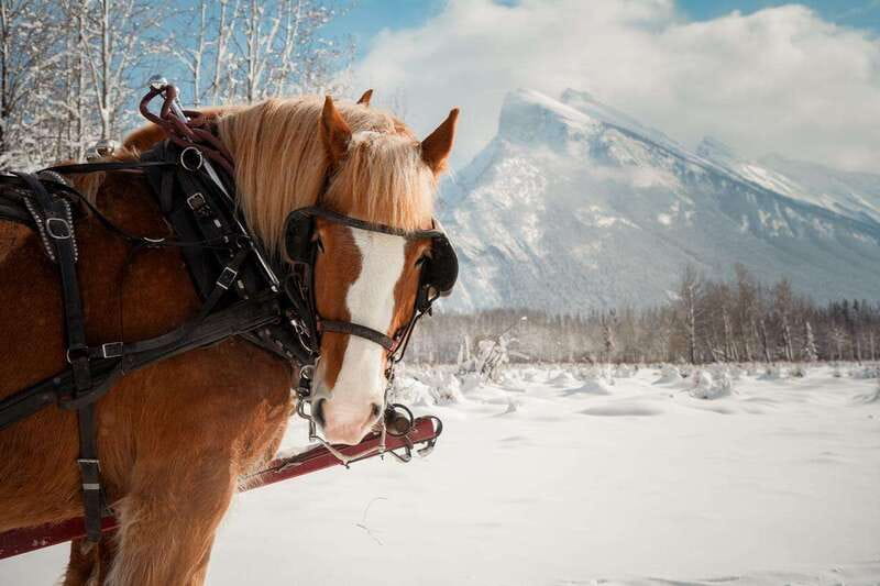 Banff: Family Friendly Horse-Drawn Sleigh Ride - The ride begins at Banff Trail Riders Stables