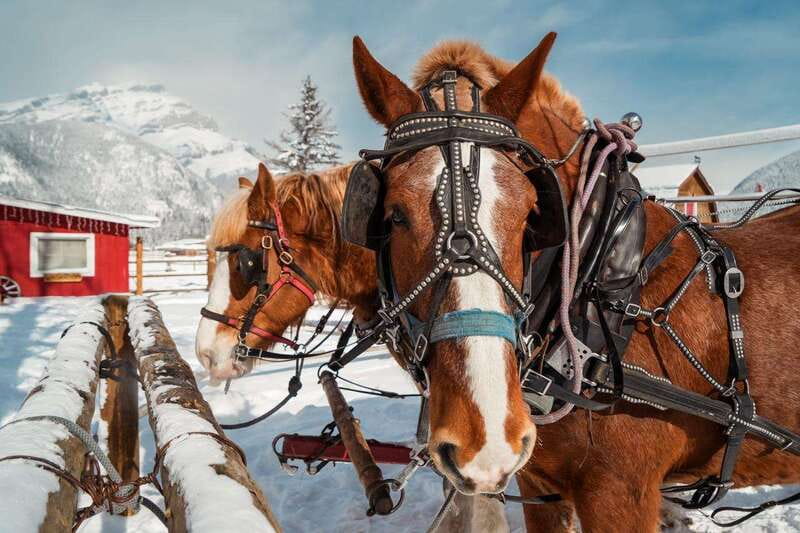 Banff: Family Friendly Horse-Drawn Sleigh Ride - Who will enjoy this most