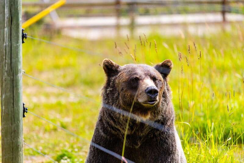 Banff: Grizzly Bear Refuge Tour with Lunch - Why Boo makes this Banff day different