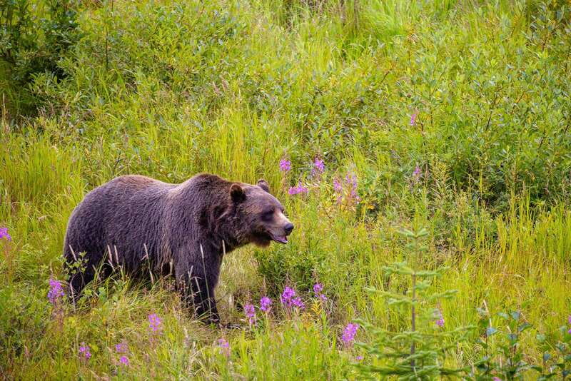Banff: Grizzly Bear Refuge Tour with Lunch - What the $229 price really buys